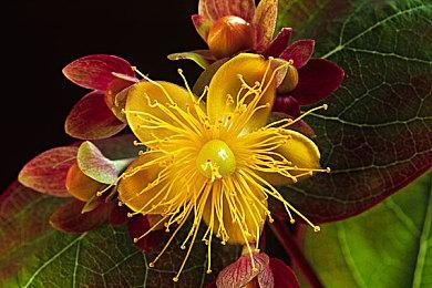 《RAWMEN：餐桌大乱斗》Steam上线 多人竞技射击