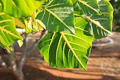 《原子之心》DLC湮灭本能更新上线 主要调整难度设定