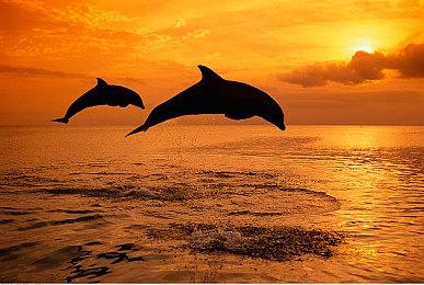 GTAOL：全新突袭佩里科岛和白金汉武装康纳达直升机现已推出