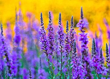 《德州电锯杀人狂》PS5＆XSX支持4K＆30帧 8月18日发售